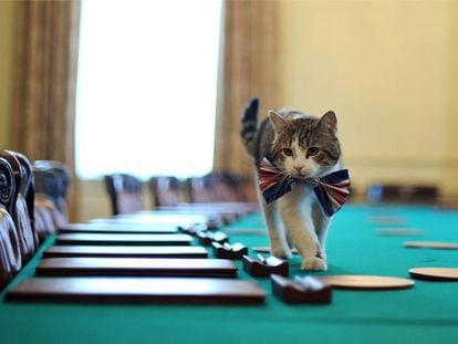 Larry, el gato Chief Mouser de 10 Downing Street, ronda tranquilo la sala de reuniones.