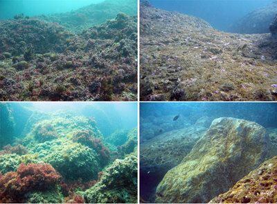 Dos detalles del deterioro del fondo submarino en la Costa Brava. A la izquierda, dos imágenes de antes del temporal de diciembre y a la derecha, sus consecuencias en el mismo lugar.