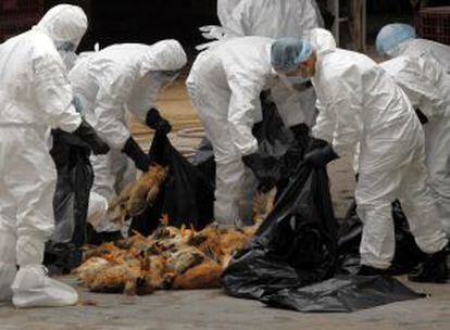T&eacute;cnicos sanitarios retiran pollos muertos de un mercado de Hong Kong.