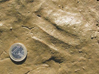 Current Footprint Of A Mojarra Left In A Lepe Estuary.