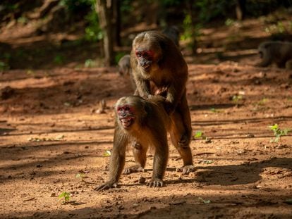 Más de 50 especies de primates tienen conductas homosexuales. En la imagen, dos machos de macaco rabón, en la reserva natural de Khao Krapook Khao Tormor, en Tailandia.