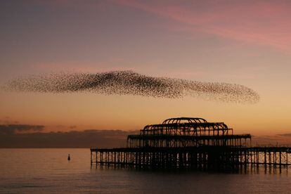 Brighton, la playa favorita de los londinenses, atrae de diciembre a febrero a los amantes de las aves. El famoso muelle de la ciudad inglesa se queda desierto y bandadas de estorninos provenientes de las South Downs se amontonan en el cielo y llevan a cabo una danza hipnótica que culmina cuando se lanzan, en picado, hacia su famoso embarcadero.