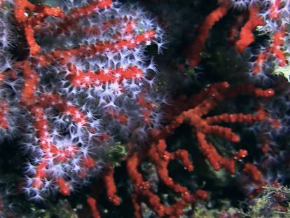 Coral rojo (corallium rubrum) en Mallorca.