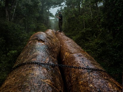 El conservacionista Paul Rosolie sobre dos antiguos troncos de shihuahuaco mientras son retirados del bosque en Las Piedras, Madre de Dios, Perú.