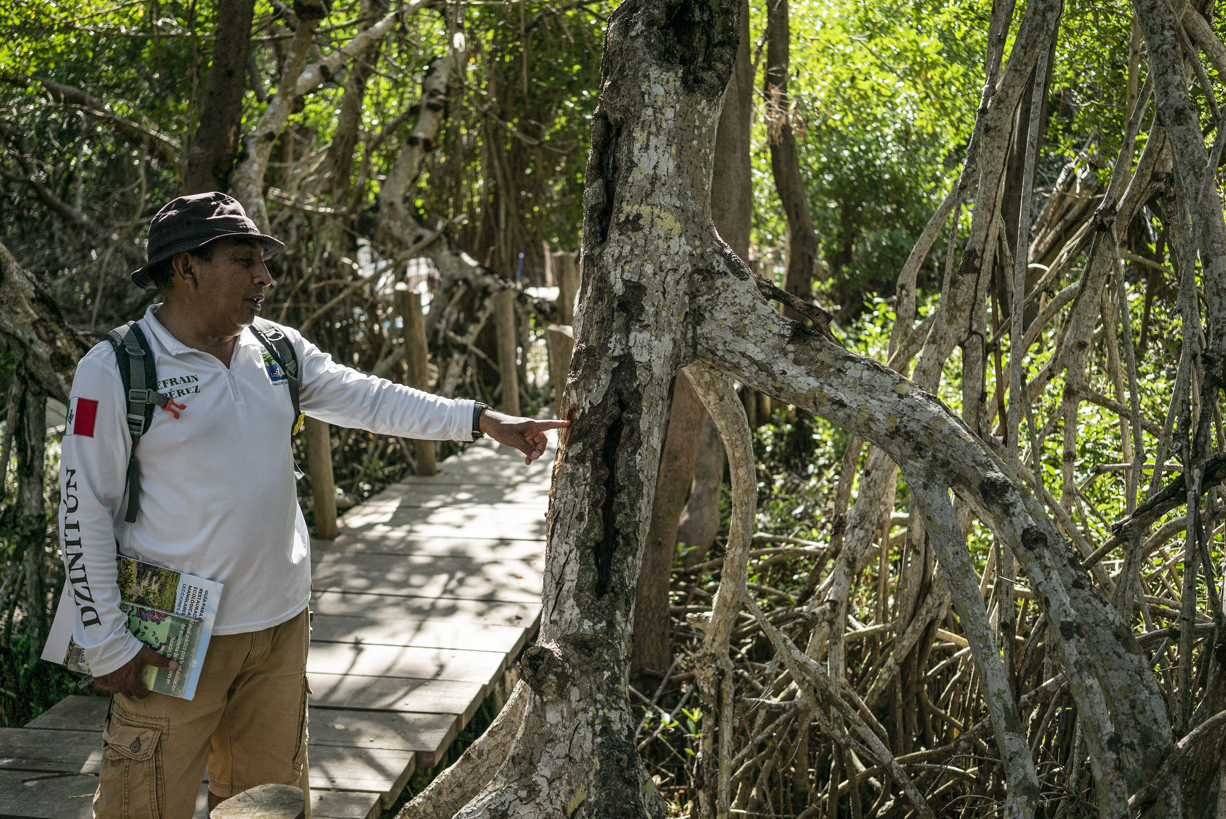 Efraín Pérez muestra uno de los troncos de mangle en el camino que los turistas recorren a pie antes de subirse a las canoas. 