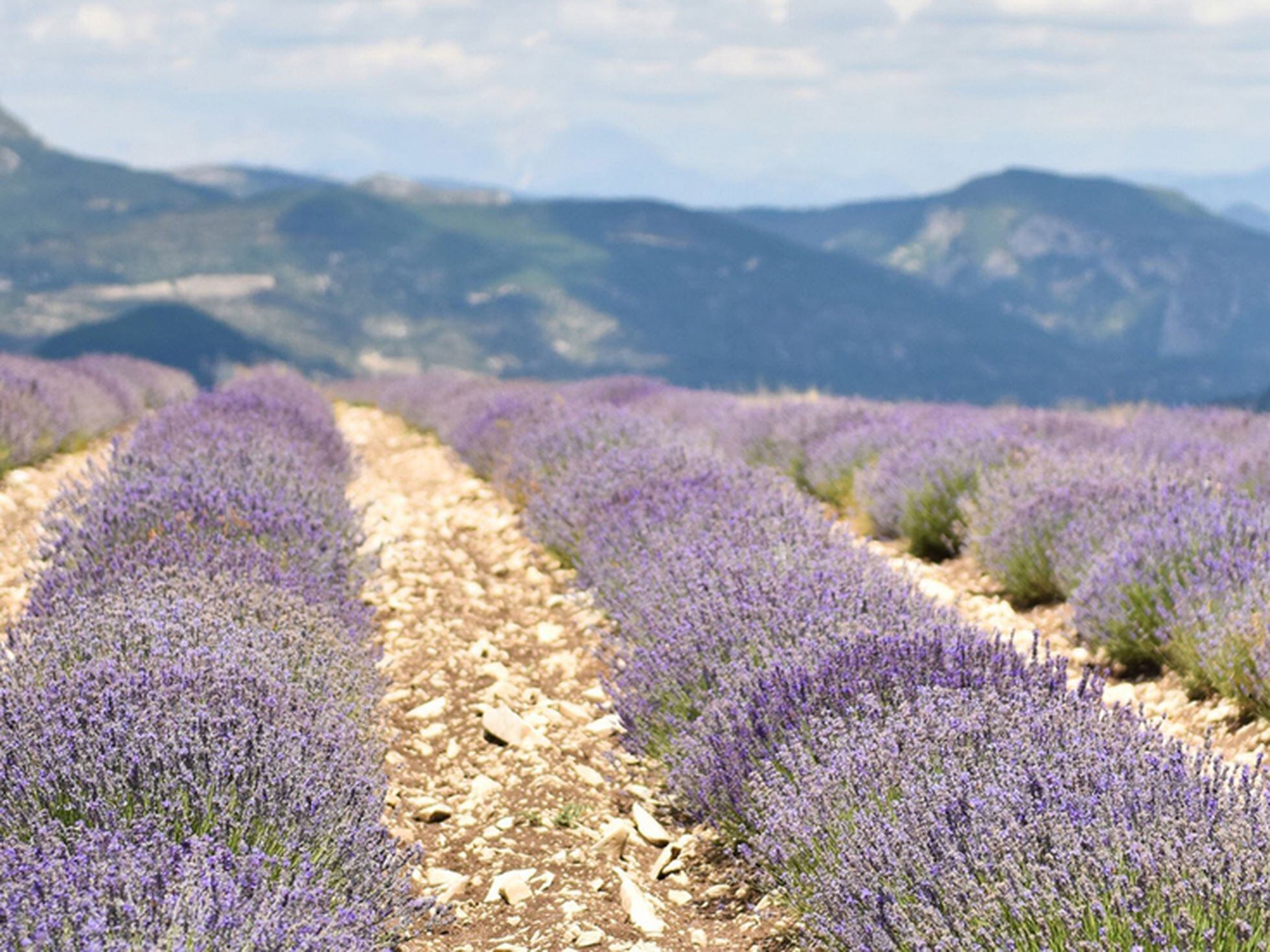 Lavanda, la fórmula del éxito de la Provenza | EL PAÍS Semanal | EL PAÍS