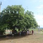 Un gran árbol cubre con su sombra de más de 10 metros tres mesas de contrachapado y hierro desgastadas y desconchadas en medio de un descampado. Donde hoy reciben clase 15 niños, antes había un vertedero de basura.