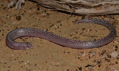 Lagarto gusano de Zarudny ('Diplometopon zarudnyi').