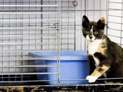 Un gato en una jaula en un refugio de animales de Utrecht. 