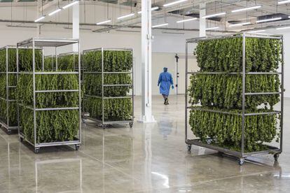 Los trabajadores deshojan las plantas hasta dejar solo la flor.