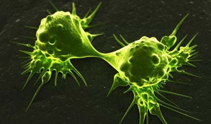 Células cancerosas dividiéndose.