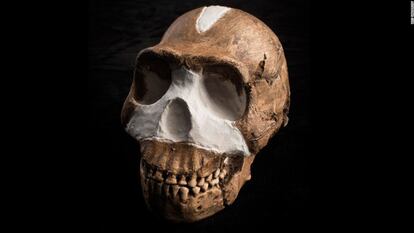 Cráneo del llamado 'Homo naledi', hallado en Sudáfrica.