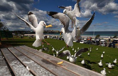 Gaviotas robando patatas de unos comederos en la playa de Bondi (Sydney). 