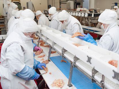 Un matadero industrial de pollos donde se fabrican hamburguesas de ave.