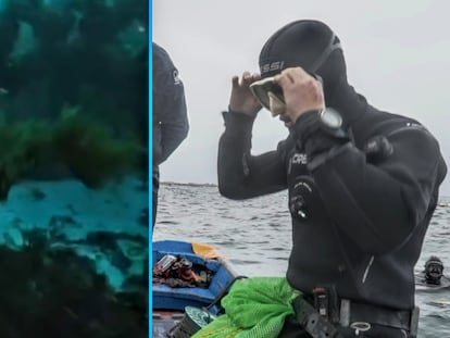 El alga invasora llegada de Asia que amenaza la pesca de atún de almadraba en Cádiz