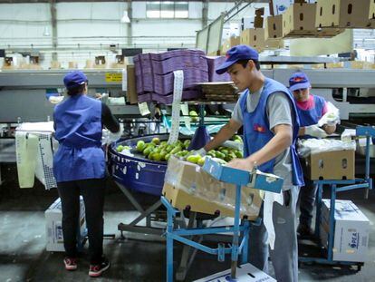 Planta procesadora de frutas en Neuquén, Argentina.