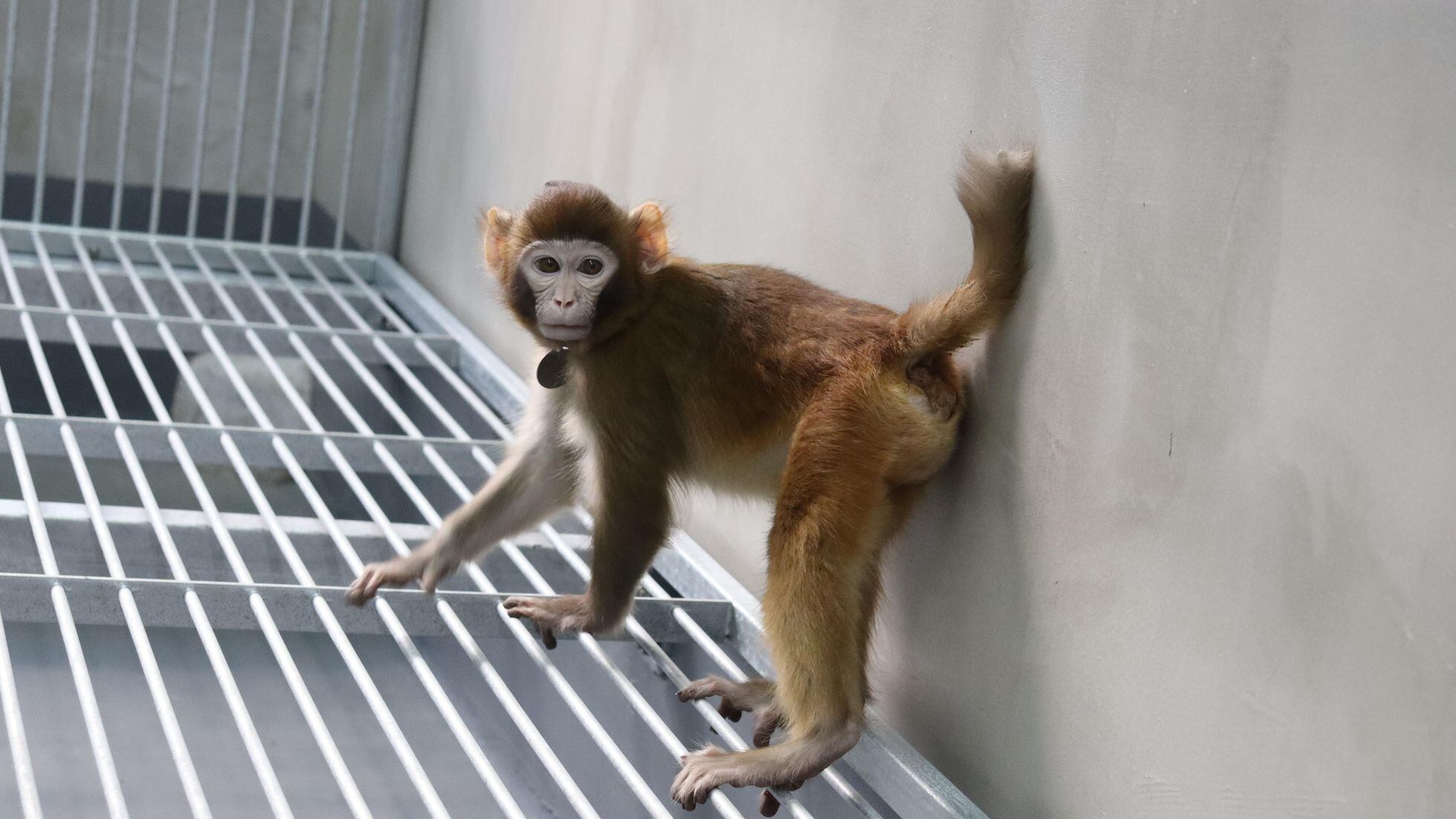 Crean los primeros monos con el gen de la proteína verde