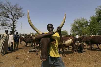 Un hombre sostiene una vaca en el mercado de Maiduguri, Nigeria. Una iniciativa del Gobierno nigeriano para estrangular al grupo insurgente Boko Haram, quienes cerraron el comercio de ganado en esta ciudad. En los últimos meses, el ejército ha recuperado una parte importante del territorio que habían conquistado los yihadistas durante la insurgencia de cinco años.
