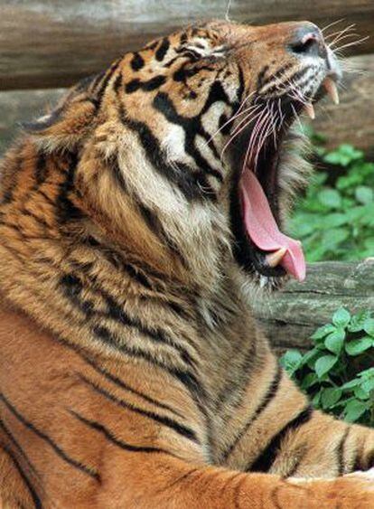 Un tigre de Sumatra.