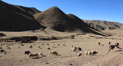 En los elevados páramos de los Andes, en donde los efectos del cambio climático se sienten en toda su crudeza, el cultivo de la patata y la cría de llamas y alpacas son las únicas actividades viables.