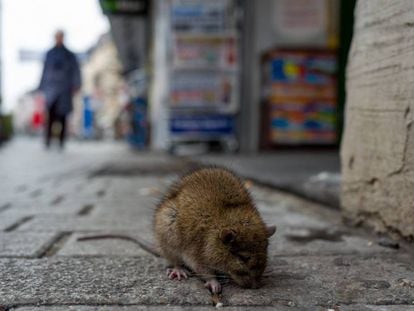 Una rata busca comida en una ciudad.