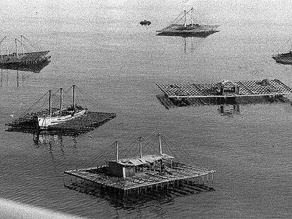 Bateas dedicadas a la producción de mejillones en las costas de Galicia.