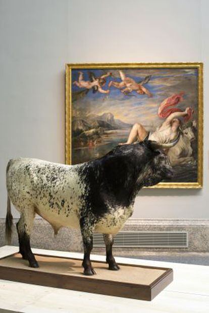 El toro de Veragua, con un cuadro de Rubens al fondo.