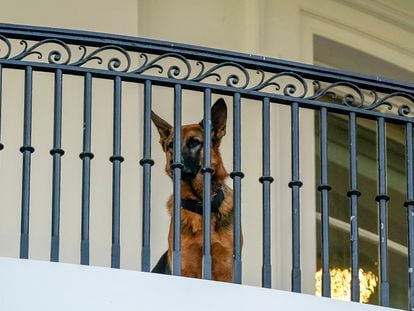 El perro de Joe Biden, 'Commander', en la Casa Blanca, el pasado 30 de septiembre.