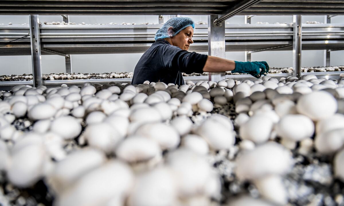 La brecha de inversión productiva | Negocios