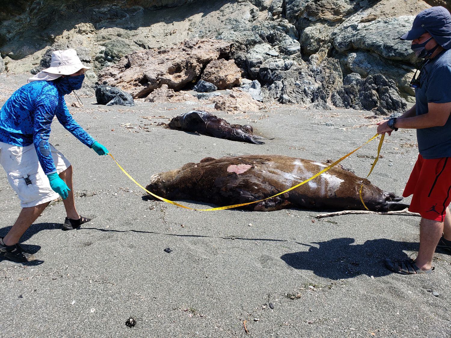 Dos voluntarios miden un ejemplar de lobo marino muerto. 