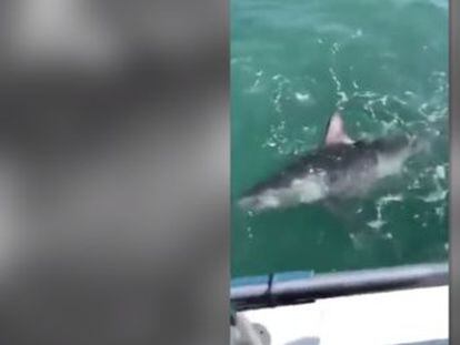 El escualo, una hembra de más de dos metros de longitud, fue pescado después de una batalla de dos horas