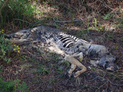 Lobo muerto de forma violenta que fue localizado por Vox Anima en Boiro.