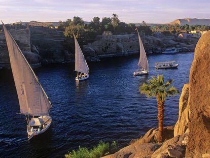 Un grupo de fal&uacute;as navega por el Nilo