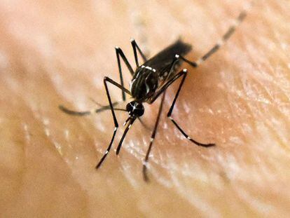 Un mosquito portador del virus del zika