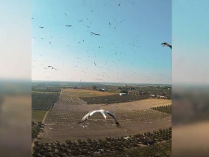 En vídeo, la grabación de las cigüeñas hecha con un dron.