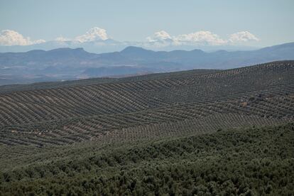 Paisaje de olivar en la provincia de Ja�n.