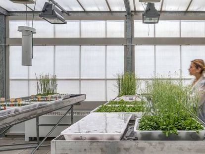 Invernadero con 'Arabidopsis thaliana' en las instalaciones del CRAG.