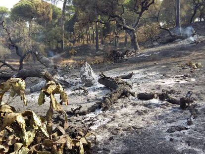 Estado en el que ha quedado Fuentepi&ntilde;a tras el incendio registrado en Moguer.