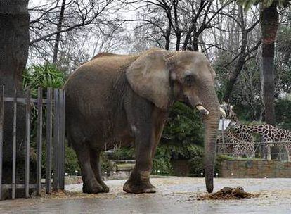 La elefanta Susi, en el zoo de Barcelona.