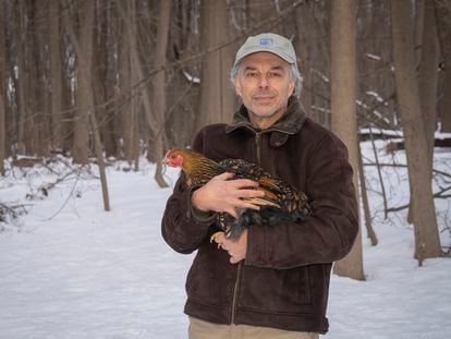 Carl Safina fotografiado el 10 de febrero de 2021 alrededor de su casa en Setauket, Nueva York, con su  gallina, Lacey.