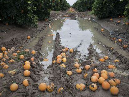 Plantaci&oacute;n de naranjos afectada por los temporales de lluvia de 2010 en Cantillana