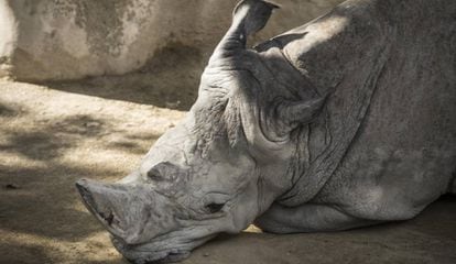 Rinoceront del Zoo de Barcelona. 