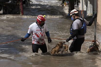 Las mascotas de una familia que quedó atrapada en la zona centro de Tula son rescatadas por la Cruz Roja mexicana tras la orden de evacuación del gobernador de Hidalgo, Omar Fayad.