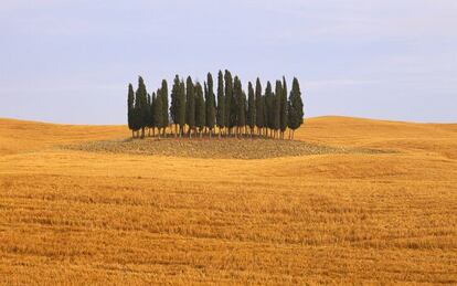 Un pequeño bosque de cipreses cercano a la ciudad toscana de Siena.