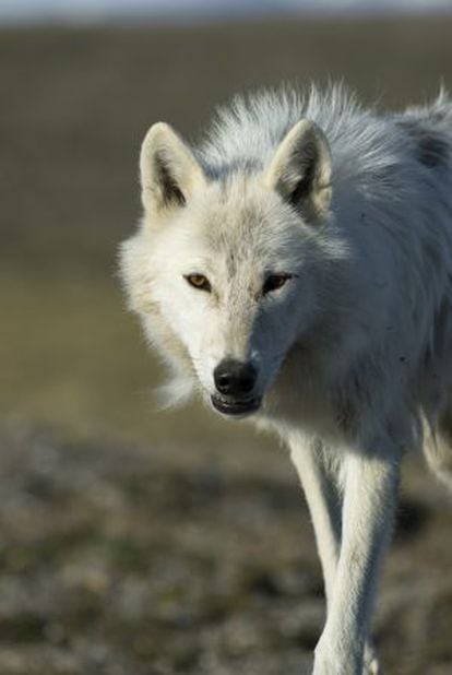 Los perros vienen del lobo que comía hidratos de carbono de la basura |  Sociedad | EL PAÍS