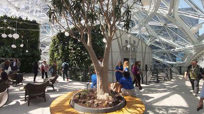 Trabajadores de Amazon, en Las Esferas, el jardín botánico que forma parte de la sede central de la compañía en Seattle, a principios de mayo.