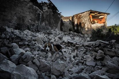 Un perro camina sobre los escombros de la mampostería caída en el barrio de Rouviere de Le Teil (Francia), después de que un terremoto de una magnitud de 5,4 sacudiera el área. 