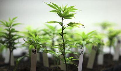EE UU permite el cultivo de cannabis con fines medicinales.