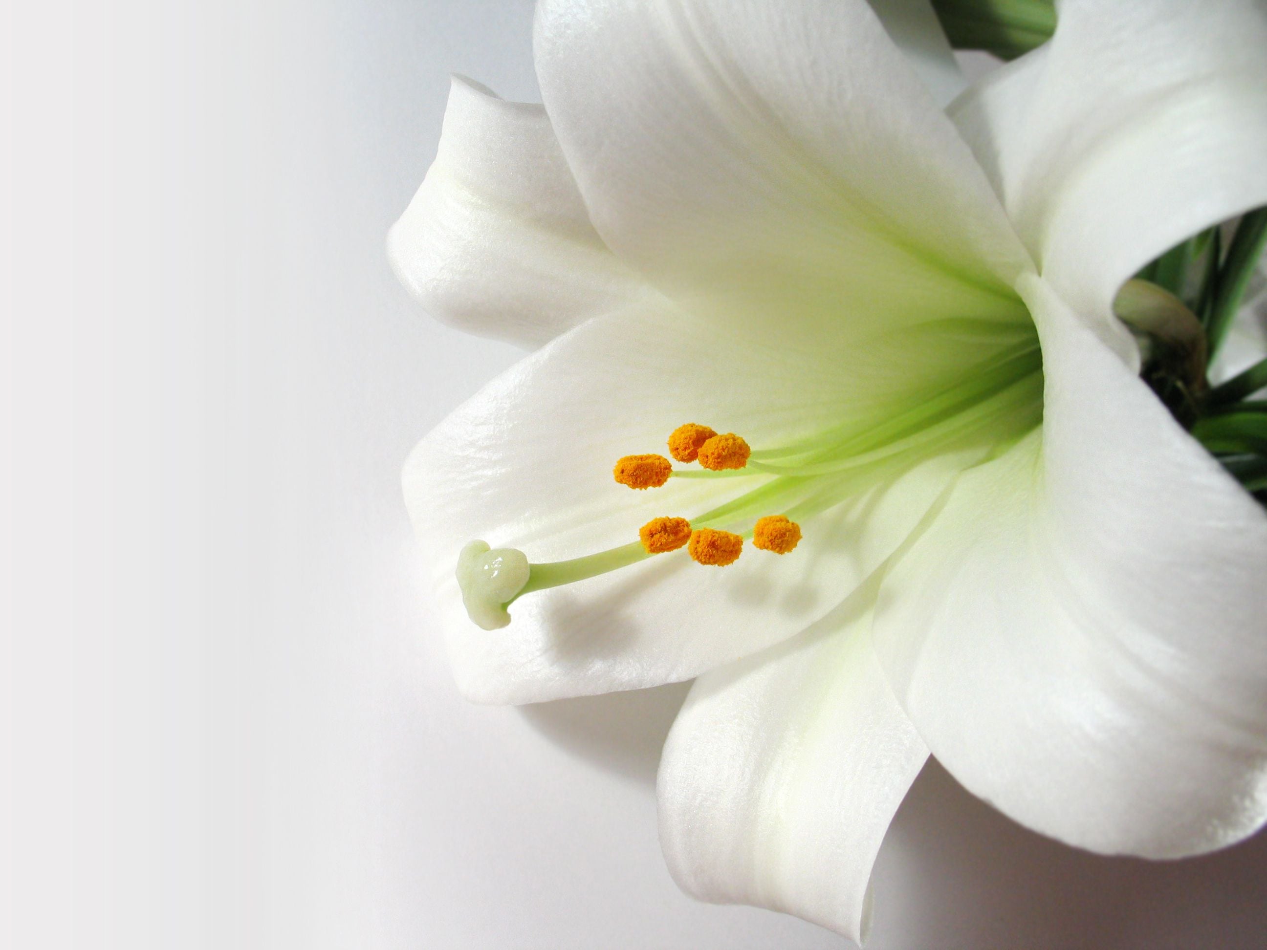 Más jardinería emocional: recuerdos encerrados en las flores