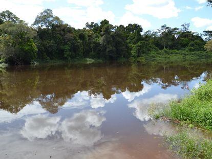 El río Dja en el margen sur de la reserva / Chema Caballero
